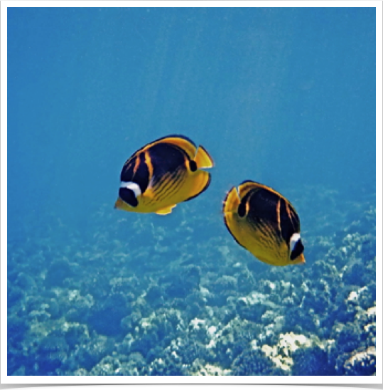 Raccoon Butterflyfish (Chaetodon lunula) - found in pairs on outer reefs in Kenya.