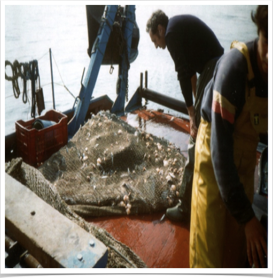 Habitats studied: rocky substrates, gravels, sands, and mixed substrates