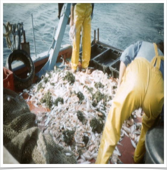 Evaluation of benthic trawl collection for Mediterranean biodiversity study