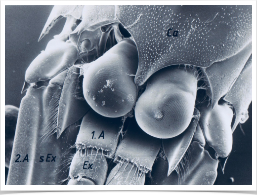 Scanning Electron Microscopy (SEM) study of  morphological and mandibular features of Antarctic krill and other euphausiidae.
