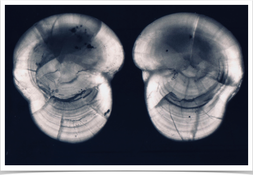 Sagittal otoliths of Antarctic Silverfish (Pleurogramma antarctica). 
