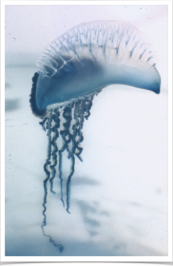 Portuguese Man-of-war in Gulf Stream waters