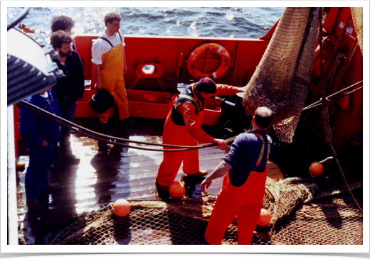 Midwater  trawl used to collect adult clupeoid fish