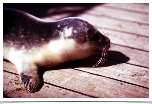 Marine Mammal conservation research program. Harbor Seal calf (Phoca vitulina) onboard 
RV VICTOR HENSEN