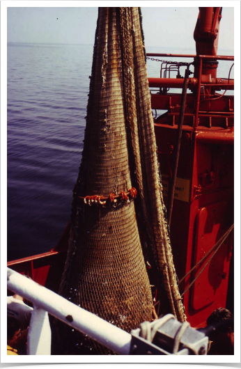 Bottom trawl  used to collect adult fish
