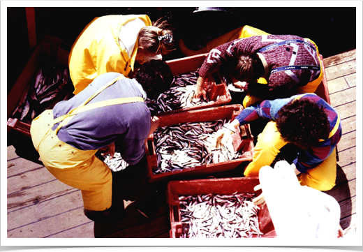 Sorting juvenile and adult clupeoid fish for age and growth recruitment studies

