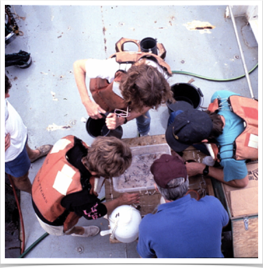 Sorting samples from midwater trawl