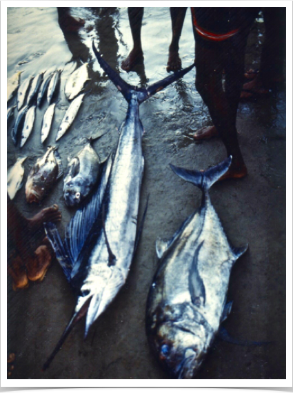 Early morning at the fish market in Beruwela - south-west Sri Lanka. 