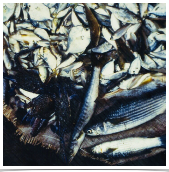 Catch of the day - for sale and trade.