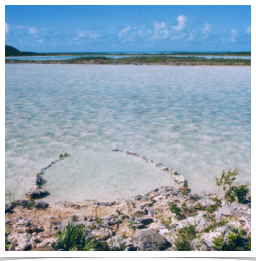 Provo's saline lakes attract breeding and migrant waterfowl.