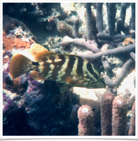 Nassau grouper (Epinephelus striatus) -  important commercial fishery in West Indies - has been endangered by overfishing.