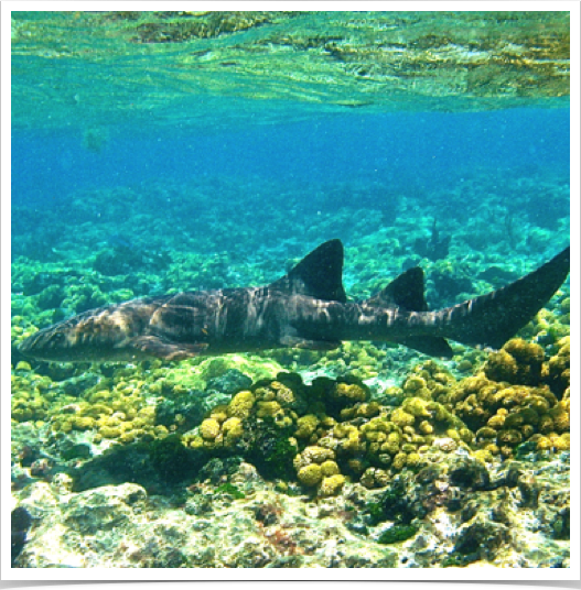 Shark cruising the shallow reefs at Chalk Sound National Park.