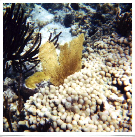 Nearshore reef with scleractinian corals and gorgonians at Turtle Cove - northern shores.
