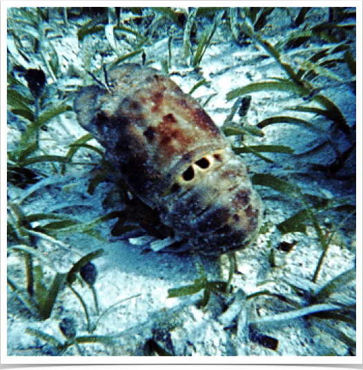Spanish "Slipper" Lobster in Turtle Grass Beds at Lizard Island reef.
