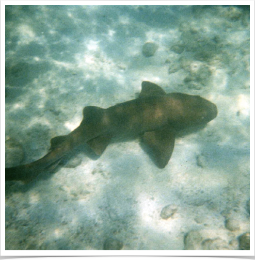 Nurse shark (Ginglymostoma cirratum) at Grace Bay reef. 