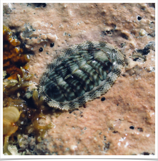 Green Chiton (Chiton viridis) - inhabitant of the rocky intertidal at Reef Bay, St. John.