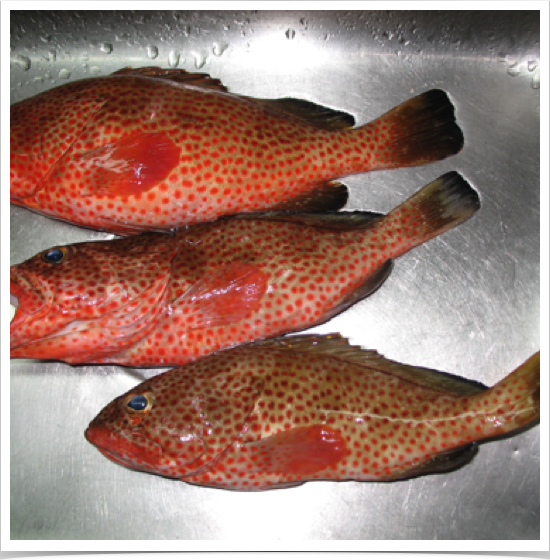 Red Hind (Epinephelus guttatus) - the most common grouper in the Caribbean. At fish market in St. Croix, USVI. 