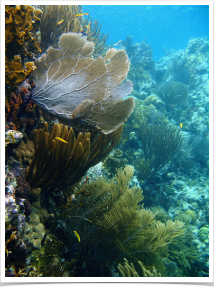 Exploring the steep cliffs and drop-off at Indian Rocks, BVI.
