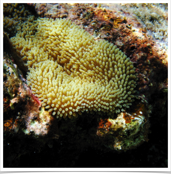 Sun Anemones (Stichodactyla helianthus) form dense, carpet-like clusters - at Key Cay, BVI.