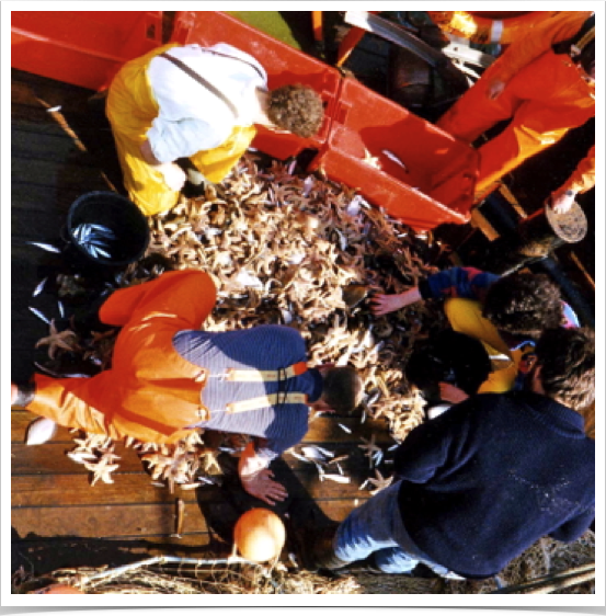  Sorting invertebrates and demersal fish species onboard the research vessel