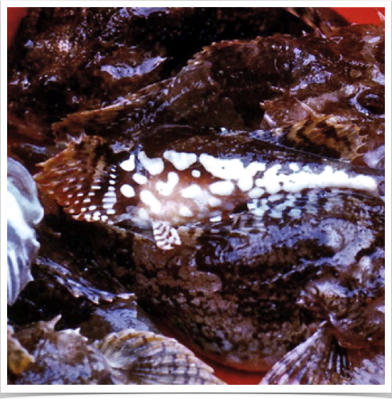 Short-spined Sea Scorpion (Myoxocephalus scorpius) in benthic trawl catch