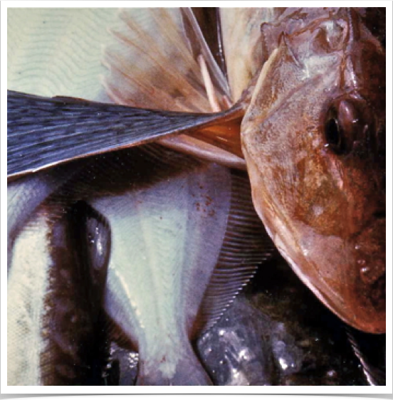 Demersal fish biodiversity study and population density study of the European Sapphirine Gurnard (Trigla hirundo)