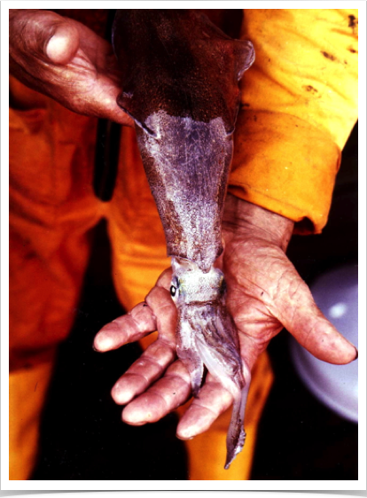 The European Squid Loligo vulgaris is abundant in the North Sea