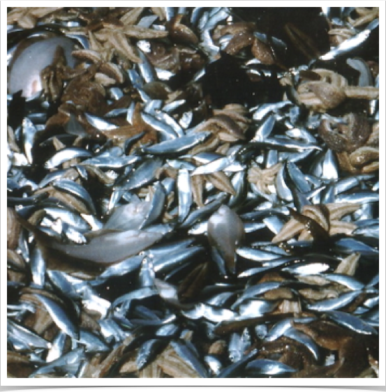 Benthic trawl collection retrieved.