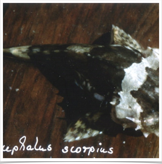 Shorthorn Sculpin (Myoxocephalus scorpius)