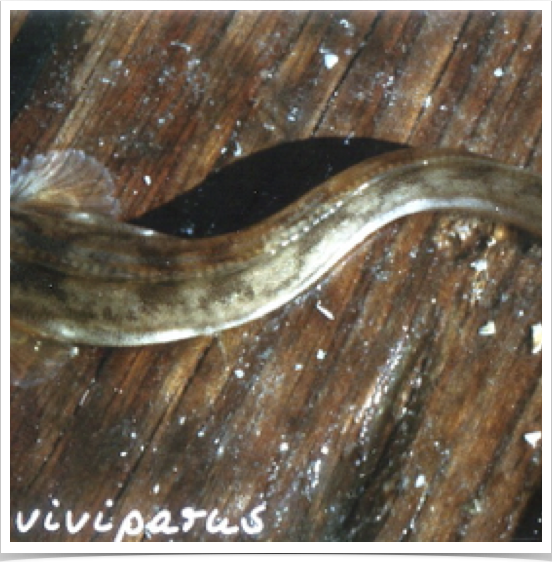 The viviparous blenny, known as Eelpout (Zoarces viviparus) is a suitable biomonitor species in European estuarine & coastal oceans