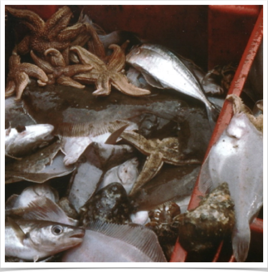 Benthic fish and invertebrate species biodiversity from bottom trawl