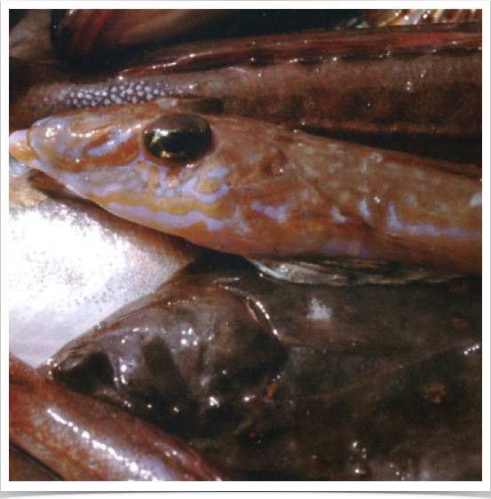 Demersal fish population study  of the Common Dragonet (Callionymus lyra) and European plaice (Pleuronectes platessa)