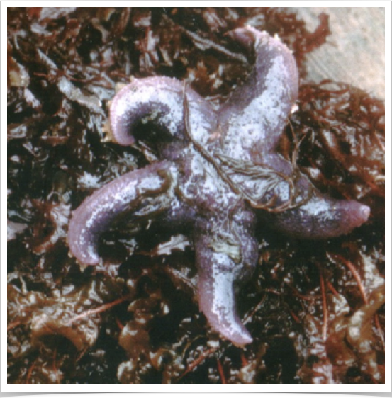Benthic invertebrate biodiversity research: population density study of starfish 