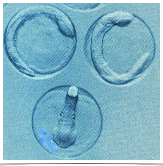 Wild collected sprat eggs used for larval growth studies