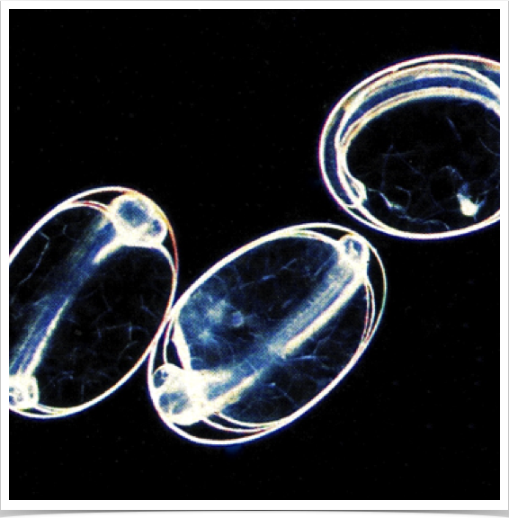 Ichthyoplankton "by-catch" - including clupeoid anchovy eggs.