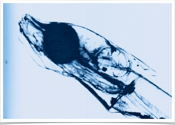 29-day old sprat larva. TL 13.8 mm.
