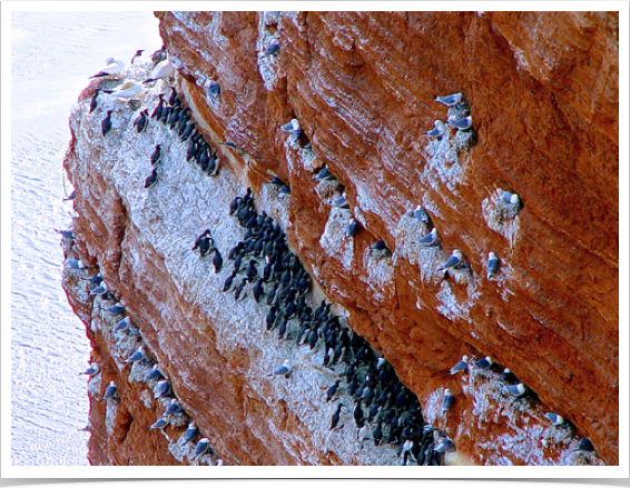Helgoland Island - oceanic island's bird breeding rocks. 
