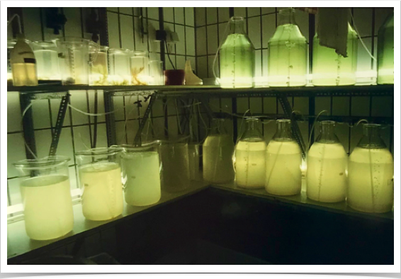 Rotifer laboratory - growing food for first-feeding sprat larvae.
