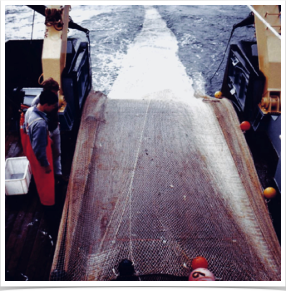 Collection of adult sprat using pelagic trawls.