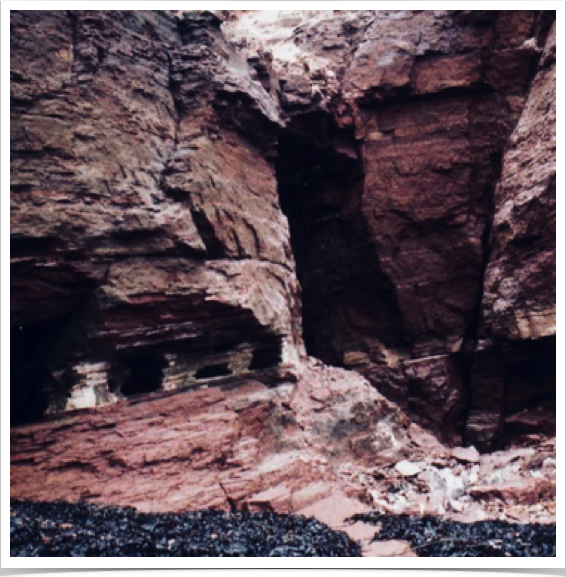 Helgoland Island's rocky intertidal.