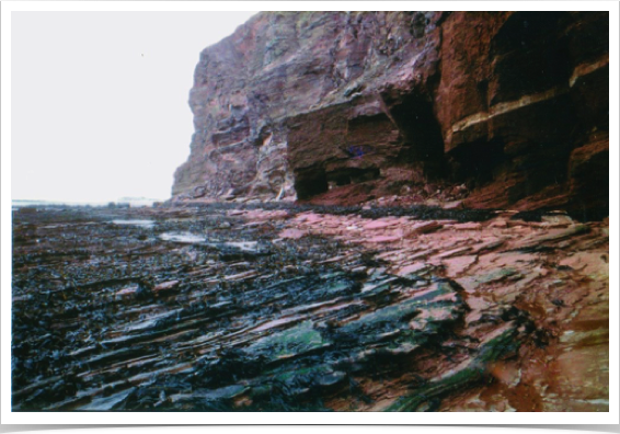Rocky intertidal Laminaria flat at low tide.
