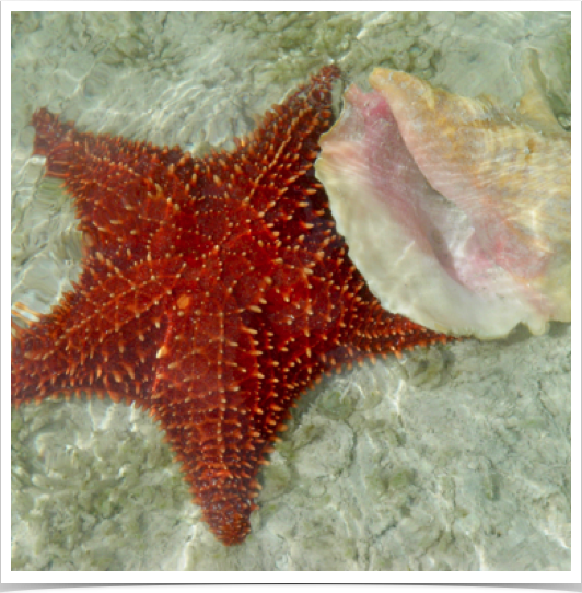 Cushion Seastar (Oreaster reticulatus) and Queen Conch (Strombus gigas) live in seagrass meadows and on sandy substrate. Cushion Seastar (Oreaster reticulatus) and Queen Conch (Strombus gigas) live in seagrass meadows and on sandy substrate.