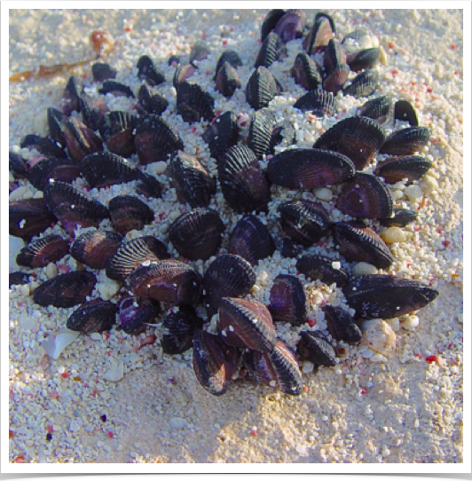 Colony of mussels - found along the rocky intertidal at Elbow Cay in the Abacos Islands, Bahamas. Colony of mussels - found along the rocky intertidal at Elbow Cay in the Abacos Islands, Bahamas.