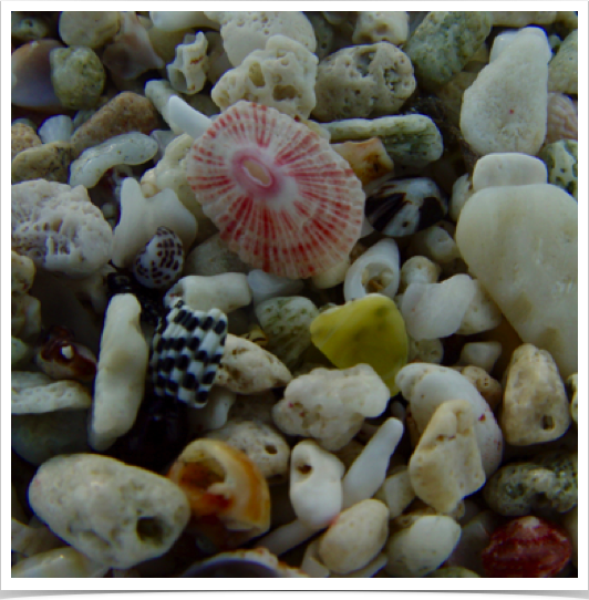 Biogenous sediments consisting of fragments of corals, sea urchins, snails and bivalves - characteristic in The Bahamas. Biogenous sediments consisting of fragments of corals, sea urchins, snails and bivalves - characteristic in The Bahamas.