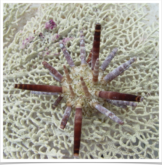 Slatepencil Urchin (Eucidaris tribuloides) with thick blunt spines. Slatepencil Urchin (Eucidaris tribuloides) with thick blunt spines.