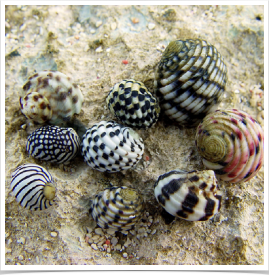 Rich species diversity of intertidal Nerite snails - their name derived from Nerites, who was a sea god in Greek mythology. Rich species diversity of intertidal Nerite snails - their name derived from Nerites, who was a sea god in Greek mythology.