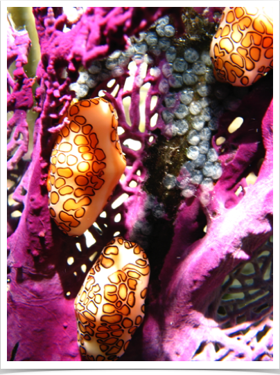 Flamingo Tongue breeding aggregation - adult females attach eggs to coral which they have recently fed upon. Flamingo Tongue breeding aggregation - adult females attach eggs to coral which they have recently fed upon.