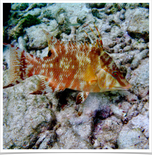 Hogfish (Lachnolaimus maximus) - regarded highly for taste and food value. Commonly targeted by reef fisherman. Hogfish (Lachnolaimus maximus) - regarded highly for taste and food value. Commonly targeted by reef fisherman.