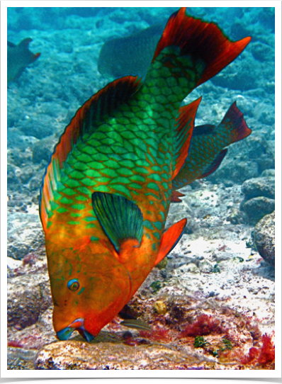 Rainbow Parrotfish scrape algae off rocks and corals with parrot-like beaks, grind up inedible calcium-carbonate, and excrete it as sand. Rainbow Parrotfish scrape algae off rocks and corals with parrot-like beaks, grind up inedible calcium-carbonate, and excrete it as sand.