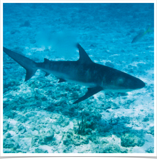 Solitary Tiger Shark (Galeocerdo cuvier) cruising the Bahamian reefs.
Solitary Tiger Shark (Galeocerdo cuvier) cruising the Bahamian reefs.